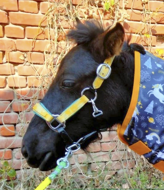 Yellow halter